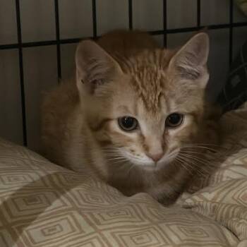 Cosco -  Domestic Short Hair Cat for Adoption in Springfield, Missouri - Cosco | PetCurious
