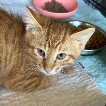 Copper -  Domestic Short Hair Cat for Adoption in Nashville, Tennessee - Copper | PetCurious
