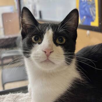 Legs -  Domestic Short Hair Cat for Adoption in Sonora, California - Legs | PetCurious