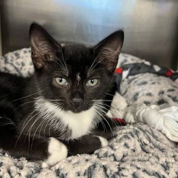Poppy -  Domestic Short Hair Cat for Adoption in West Palm Beach, Florida - Poppy | PetCurious