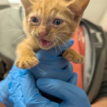 Crosby -  Domestic Short Hair Cat for Adoption in League City, Texas - Crosby | PetCurious