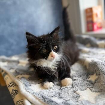 Chevelle -  Domestic Long Hair Cat for Adoption in Weldon, Illinois - Chevelle | PetCurious