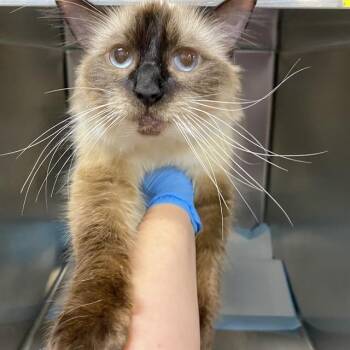 A612130 -  Siamese Cat for Adoption in Modesto, California - A612130 | PetCurious