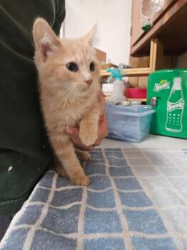 Rose -  Domestic Medium Hair Cat for Adoption in Ontario, California - Rose | PetCurious