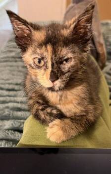 Honeynut -  Domestic Medium Hair Cat for Adoption in Phoenix, Arizona - Honeynut | PetCurious