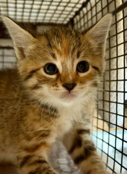Dancer -  Domestic Short Hair Cat for Adoption in San Jose, California - Dancer | PetCurious