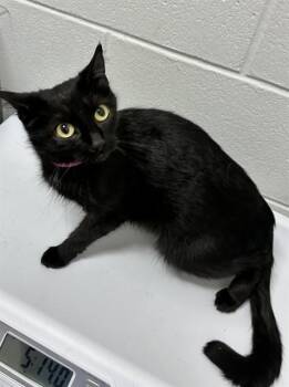 ROBIN -  Domestic Medium Hair Cat for Adoption - ROBIN | PetCurious