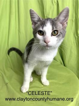 Rescue Domestic Short Hair Cats for Adoption in Jonesboro, Georgia - Celeste | PetCurious