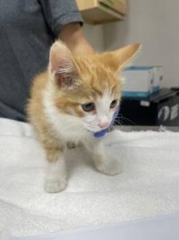 Mac -  Domestic Short Hair Cat for Adoption in Sacramento, California - Mac | PetCurious