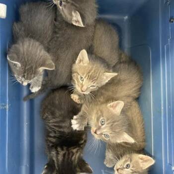 Pistachio -  Domestic Short Hair Cat for Adoption in Hawthorne, California - Pistachio | PetCurious