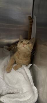 Lita -  Tabby and Domestic Short Hair Cat for Adoption in Georgetown, Kentucky - Lita | PetCurious