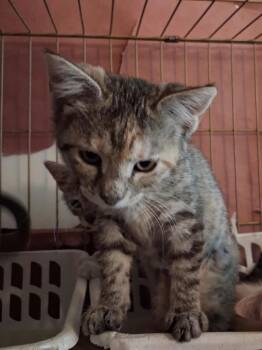 Dolly P -  Domestic Short Hair Cat for Adoption in Ogden, Utah - Dolly P | PetCurious