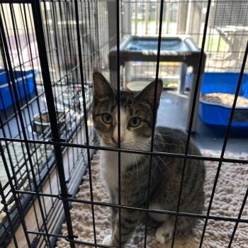 Domestic Medium Hair Cats Available for Adoption in Wappingers Falls, New York - Hello Kitty | PetCurious