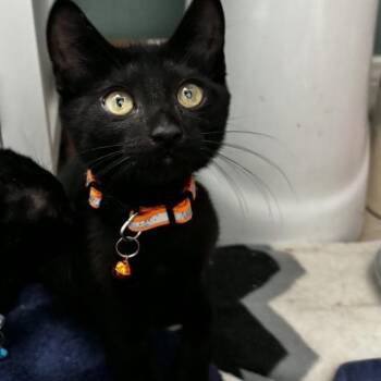 Orange Zest -  Domestic Short Hair Cat for Adoption in Westminster, California - Orange Zest | PetCurious
