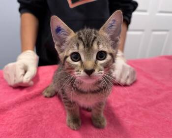 Dione -  Domestic Short Hair Cat for Adoption in Raleigh, North Carolina - Dione | PetCurious