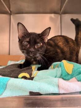 MIRAGE -  Domestic Short Hair Cat for Adoption in Sacramento, California - MIRAGE | PetCurious