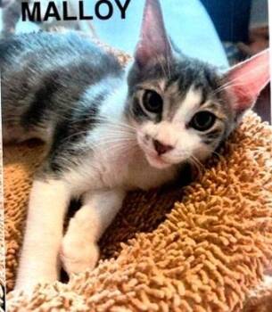 Malloy -  Domestic Short Hair Cat for Adoption in Dayton, Minnesota - Malloy | PetCurious