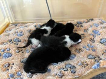 Rescue Domestic Short Hair Cats for Adoption in Auburn, Indiana - Elizabeth Taylor | PetCurious