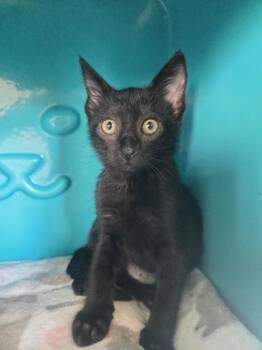 Zorro -  Domestic Short Hair Cat for Adoption in Honolulu, Hawaii - Zorro | PetCurious