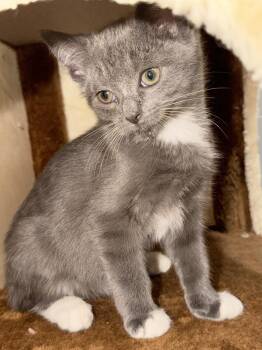 John Coffey -  Domestic Short Hair Cat for Adoption in Ferndale, Michigan - John Coffey | PetCurious