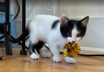 Domestic Short Hair Cats Available for Adoption in Palo Alto, California - LEO | PetCurious