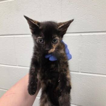 Starlight -  Domestic Short Hair Cat for Adoption in Chattanooga, Tennessee - Starlight | PetCurious