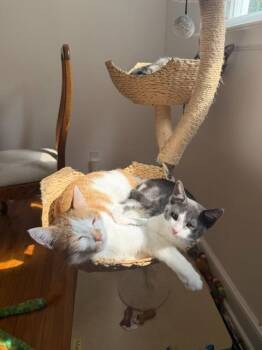 Willy -  Domestic Short Hair Cat for Adoption in Minneapolis, Minnesota - Willy | PetCurious