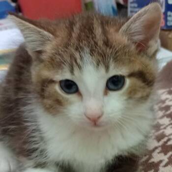 Jasper -  Domestic Short Hair Cat for Adoption in Grand Rapids, Minnesota - Jasper | PetCurious