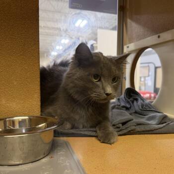 Smokey (BC) -  Domestic Long Hair Cat for Adoption in Powdersville, South Carolina - Smokey (BC) | PetCurious