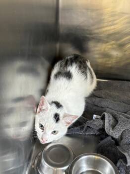 PULISIK -  Domestic Short Hair Cat for Adoption in Hagerstown, Maryland - PULISIK | PetCurious