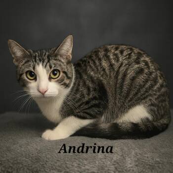 Rescue Domestic Short Hair Cats for Adoption in Quincy, Ohio - Andrina | PetCurious