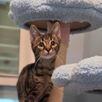 Barnaby -  Domestic Short Hair Cat for Adoption in Muncie, Indiana - Barnaby | PetCurious