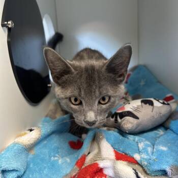 Rip -  Domestic Medium Hair Cat for Adoption in Uniontown, Pennsylvania - Rip | PetCurious