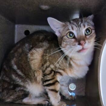 Rescue Domestic Short Hair Cats for Adoption in Evensville, Tennessee - Simba | PetCurious