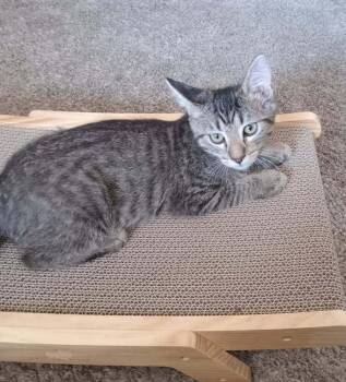 Sarek -  Domestic Short Hair Cat for Adoption in Tucson, Arizona - Sarek | PetCurious