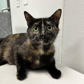 Dani -  Domestic Short Hair Cat Available for Adoption in Abilene, Texas - Dani | PetCurious
