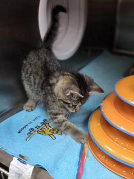 Scatter -  Domestic Short Hair Cat for Adoption in Westland, Michigan - Scatter | PetCurious