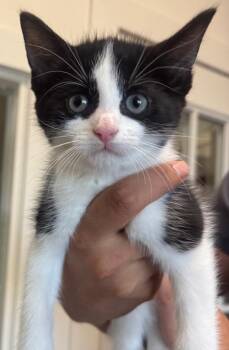 Windu -  Domestic Short Hair Cat for Adoption in Winnipeg, Manitoba - Windu | PetCurious
