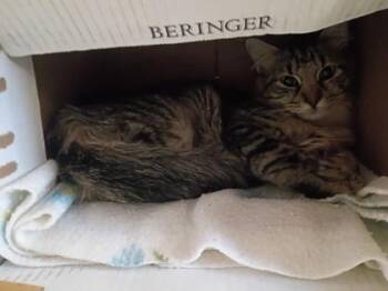 Domestic Long Hair and Domestic Short Hair Cats Available for Adoption in West Chester, Pennsylvania - Mia | PetCurious