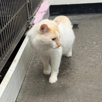 Luna Boy -  Domestic Short Hair Cat for Adoption in Buffalo, New York - Luna Boy | PetCurious