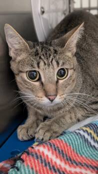 Ruby -  Domestic Short Hair Cat for Adoption in Allen, Texas - Ruby | PetCurious