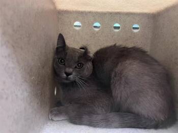 Domestic Short Hair Cats Available for Adoption in Moreno Valley, California - A551253 | PetCurious