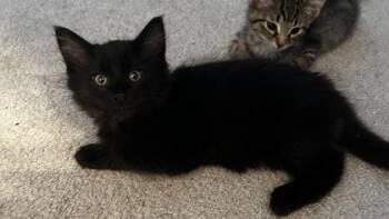 Bagheera -  Domestic Long Hair Cat for Adoption in Ontario, New York - Bagheera | PetCurious
