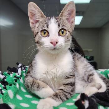 Fallon -  Domestic Short Hair Cat for Adoption in Marshfield, Wisconsin - Fallon | PetCurious