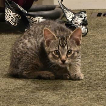 Trix -  Domestic Short Hair Cat for Adoption in Warrior, Alabama - Trix | PetCurious