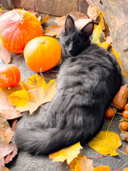 Rescue Domestic Long Hair Cats for Adoption in Chandler, Arizona - Cairo (bonded To Violet) | PetCurious