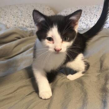Matty -  Domestic Short Hair Cat for Adoption in Henderson, Kentucky - Matty | PetCurious