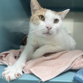 Rufus -  Domestic Short Hair Cat for Adoption in Sunrise, Florida - Rufus | PetCurious