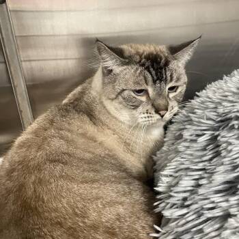 Sariyah -  Siamese and Domestic Short Hair Cat for Adoption in Waldorf, Maryland - Sariyah | PetCurious