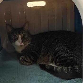 Domestic Short Hair Cats Available for Adoption - BILL | PetCurious